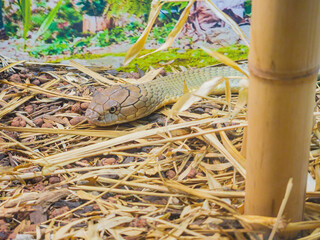 Close up shot of a snake