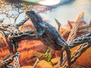 Close up shot of cute Frilled Lizard