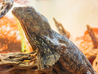 Close up shot of cute Frilled Lizard