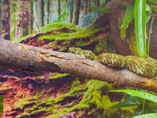 Close up shot of a Mangshan Pit Viper snake