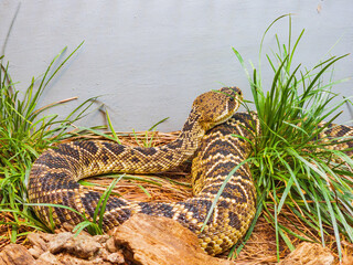 Close up shot of a Eastern diamondback rattlesnake