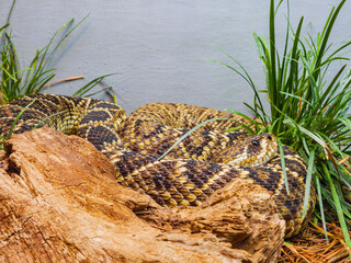 Close up shot of a Eastern diamondback rattlesnake