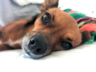 Dog lying down resting. Nose dog in focus.