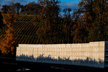 A tall stack of plastic crates in an Oregon vineyard are left after harvest, long shadows casting silhouettes of tendrils at their base. 