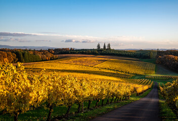 Looking down a hilill covered in golden vines, along a road to distant vineyard blocks bathed in gold, three tall fir trees on the horizon under soft clouds and blue sky.