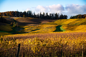 Looking up a hill covered in golden vines in an Oregon vineyard in October and topped by tall fir trees, clouds and blue sky.