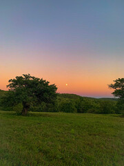 Fototapeta na wymiar Sunset with Apple Tree