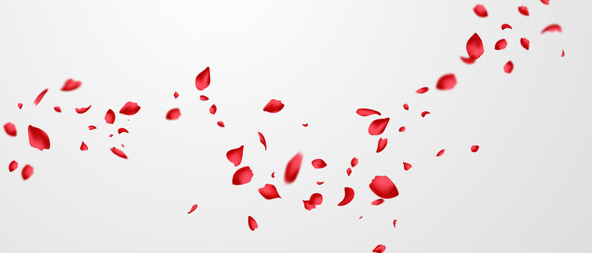Falling rose petals on a transparent background (777898)