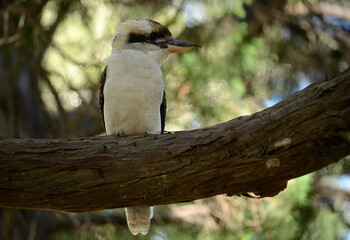 kookaburra