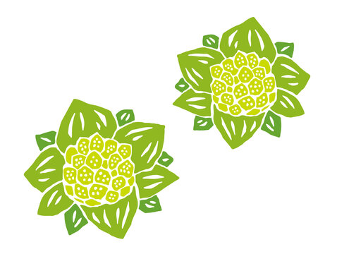 865 Best 蕗の薹 Images Stock Photos Vectors Adobe Stock