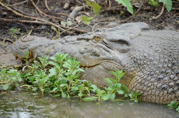 Crocodile