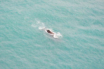 Obraz premium A sperm whale taken from a helicopter view. Kaikoura whale watching in New Zealand.