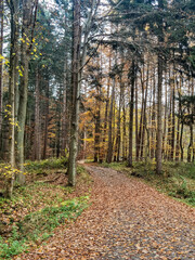 autumn in the forest