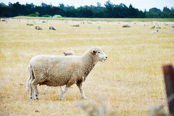 View of a sheep on a farm in South Island, New Zealand in summer morning