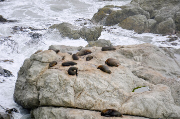 View of seals resting on a rocky cliff in Peninsula Walkway Seal Spotting in Kaikoura, New Zealand
