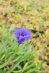 flowers in the garden
