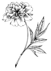 

The peony is isolated. Vector sketch illustration

