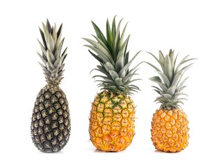 pineapples in studio