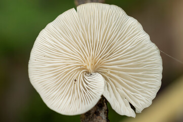 The mushrooms on wood can be either edible or non edible and also might be poisonous. This can be identified by their texture, smell, colour etc. Here is a non edible mushroom on wood.