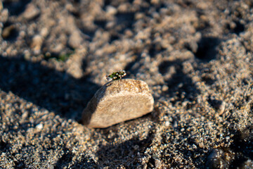 Stone and seaweed