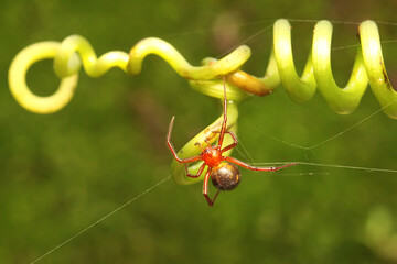 A spider of the species Latrodectus bishopi is looking for prey. 