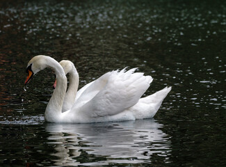 Naklejka premium Two graceful white swans swim in the dark water.