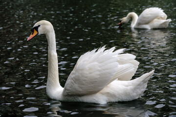 A graceful white swan swimming on a lake with dark water. The white swan is reflected in the water