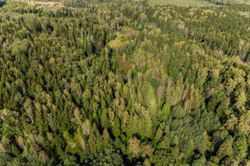 Obraz premium Aerial view of mixed green forest in flight, forest landscape from above