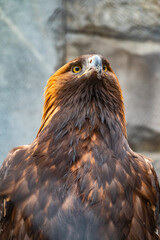 Portrait of Bird of prey Golden Eagle, Aquila chrysaetos