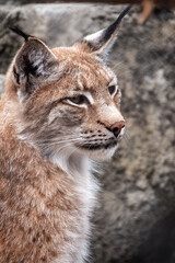 Portrait of The Eurasian lynx close-up, lat. Lynx lynx