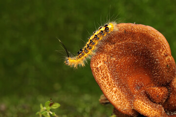 A caterpillar with a combination of yellow and black is eating a fungus that grows on the moss-covered ground. 