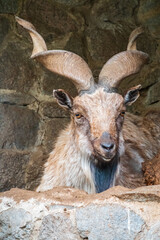 Close-up portrait of Markhor, Capra falconeri, wild goat native to Central Asia, Karakoram and the Himalayas