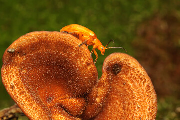 A cucurbit beetle is looking for food on a fungus growing on rotting wood. This insect has the...
