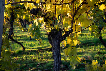 Looking through an old grapevine covered in yellow leaves, sun glowing through the leaves and branches standing out, grass below.