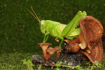 A grasshopper is looking for food on a fungus growing on rotting wood. 