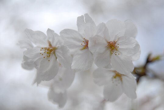 Close up photograph of cherry blossom in full bloom