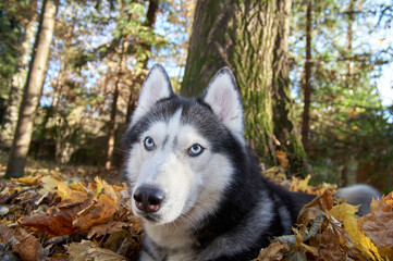 Hasky dog sits and looks around. High quality photo