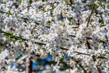White blossoming apple trees. White apple tree flowers
