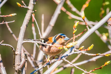 Common chaffinch, Fringilla coelebs, sits on a branch in spring on green background. Common chaffinch in wildlife.