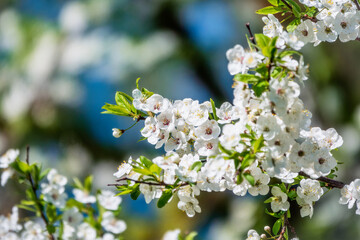 White blossoming apple trees. White apple tree flowers