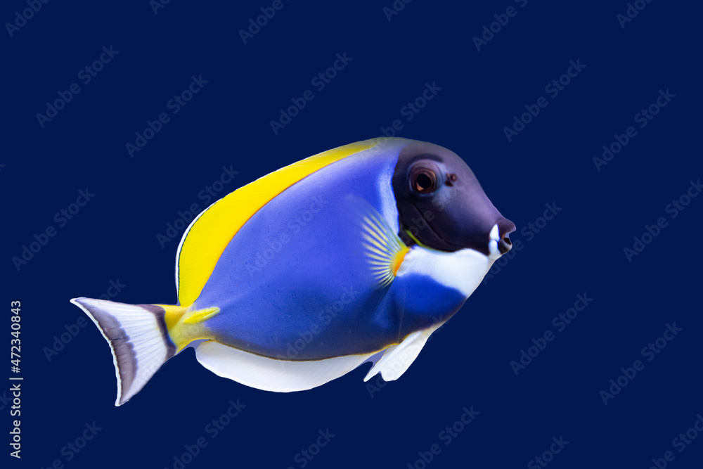 Wall mural Bright blue and yellow tropical fish, isolate on a blue background.