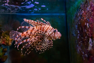 Tropical fish Pterois volitans in the aquarium.