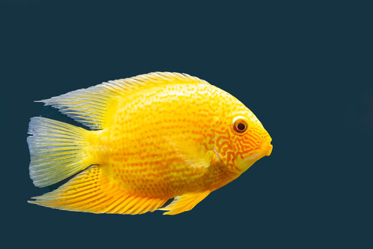 Tropical fish Heros severus, isolate on blue background.