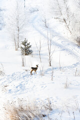 A deer running around the suburbs in the winter after a snowfall. A fairy tale in the city. Russia, winter.