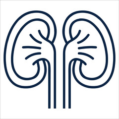 Anatomy kidney or urinate icon