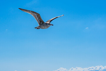 A seagull with spread wings accompanies a ship in the Atlantic Ocean