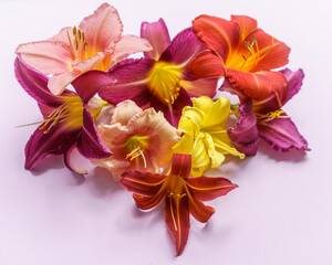 Bouquet of flower heads of lilac, yellow and pink daylilies on a pink background