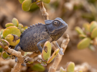 Ein dunkel gefärbtes Wüstenchamäleon sitzt freigestellt in einem Talerstrauch in der...