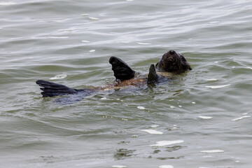 Ein südafrikanischer Seebär lässt sich in der Rückenlage im Meer vor Walvis Bay treiben
