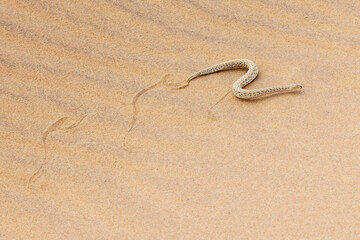 Fototapeta na wymiar Eine flüchtende seitenwindende Zwergpuffotter mit den typischen Spuren auf einer Sanddüne
